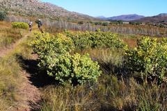 Rafnia amplexicaulis