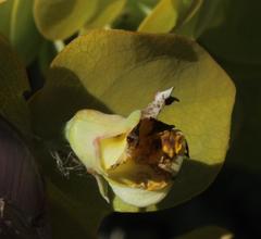 Rafnia amplexicaulis