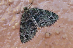 Hammaptera parinotata
