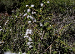 Eriocephalus capitellatus