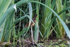 Acrocephalus schoenobaenus