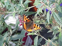 Aglais urticae