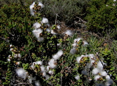 Eriocephalus capitellatus