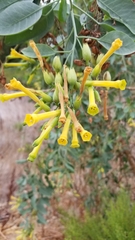 Nicotiana glauca