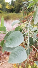 Nicotiana glauca