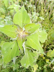 Tithonia tubaeformis