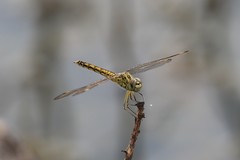 Brachythemis