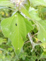 Tithonia tubaeformis
