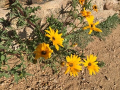 Osteospermum amplectens