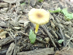 Pluteus vellingae