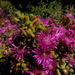 Drosanthemum tuberculiferum - Photo (c) Gawie Malan,  זכויות יוצרים חלקיות (CC BY-NC), הועלה על ידי Gawie Malan