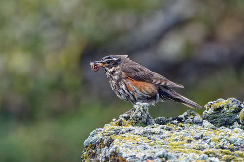 Zorzal alirrojo (Turdus iliacus)