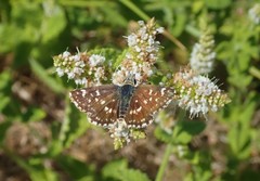Carcharodina