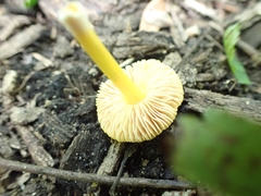Pluteus vellingae