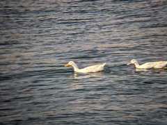 Anatidae