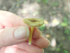 Pluteus vellingae