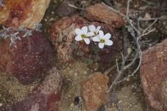 Oxalis punctata