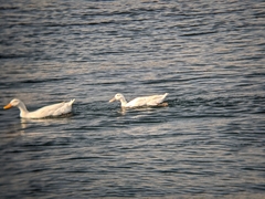 Anatidae