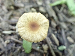 Pluteus vellingae