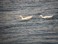 Anatidae