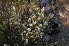 Phylica axillaris axillaris