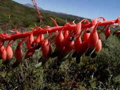 Gasteria disticha disticha