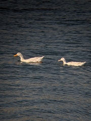 Anatidae
