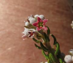 Phylica axillaris axillaris