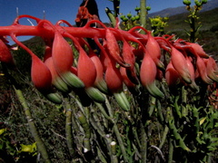 Gasteria disticha disticha