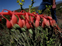 Gasteria disticha disticha