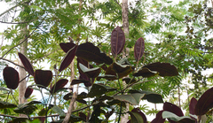 Miconia calvescens
