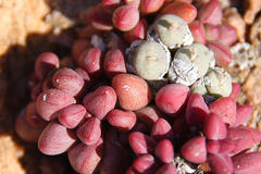 Crassula elegans elegans