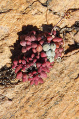 Crassula elegans elegans