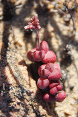 Crassula elegans elegans