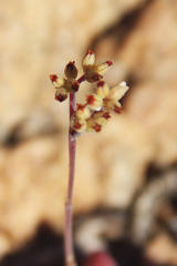 Crassula elegans elegans