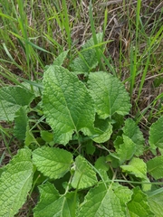 Phlomoides tuberosa