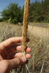 Leymus racemosus