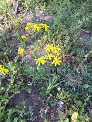 Senecio cardaminifolius