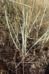 Leymus racemosus