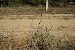 Leymus racemosus