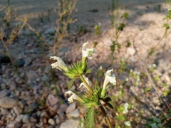 Galeopsis segetum