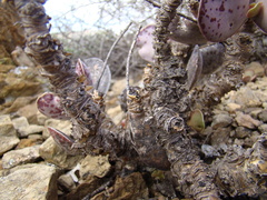 Adromischus maculatus