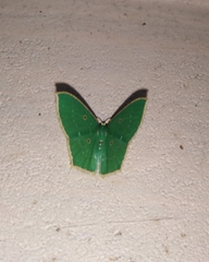Cyclothea disjuncta