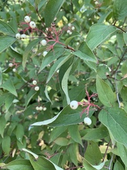 Cornus racemosa