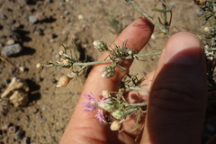 Centaurea arenaria