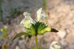 Galeopsis segetum