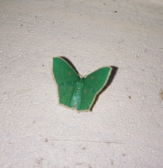 Cyclothea disjuncta