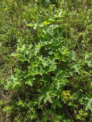 Heracleum sphondylium sibiricum