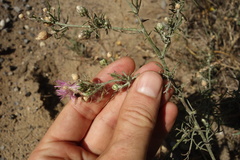 Centaurea arenaria