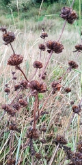 Phlomoides tuberosa